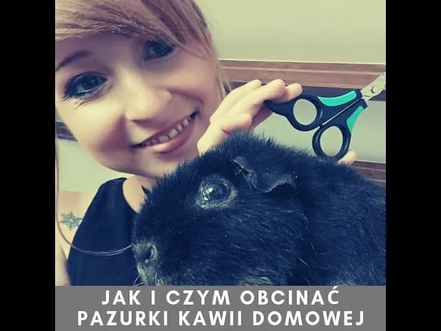 Jak obciąć paznokcie śwince morskiej bez stresu i bólu Jak obciąć paznokcie śwince morskiej bez stresu i bólu