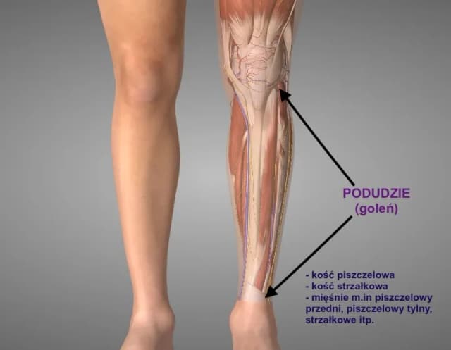Gdzie są golenie? Odkryj ich znaczenie i lokalizację w anatomii Gdzie są golenie? Odkryj ich znaczenie i lokalizację w anatomii